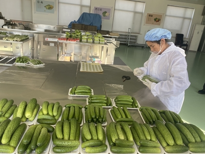 3月15-16日,吉林省“菜篮子”产品生产稳定